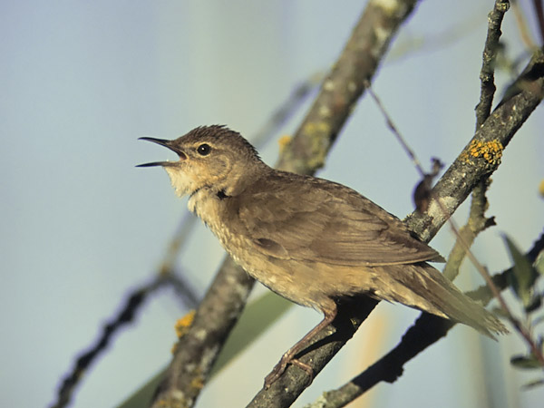 Ruokosirkkalintu, Savi's Warbler, Locustella luscinioides